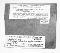 Cladonia subcervicornis image